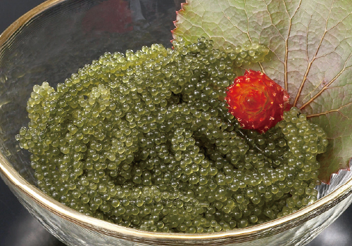 沖縄海藻専門店 もずキム